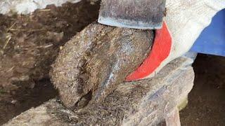 #ASMR#HOOF Trimming: Rejoice! A sharp spatula, cut a donkey hoof like a sweet potato