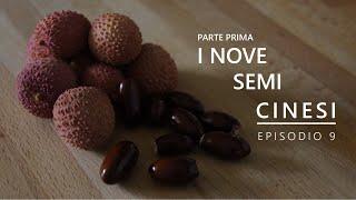 Come coltivare i litchi. Dal seme alla pianta (9). I nove semi cinesi