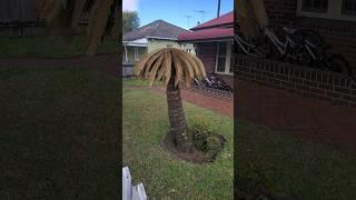 Umbrella Palm Pigmy, #palmtrees  #youtubeshorts #shortsvideo #shortsyoutube #gardentricks