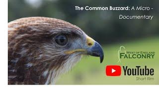 The Common Buzzard: A Micro - Documentary