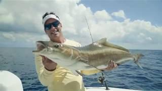 Cobia, Grouper, Sailfish, Yellowtail, Mutton in Bimini - Uncharted Waters with Peter Miller
