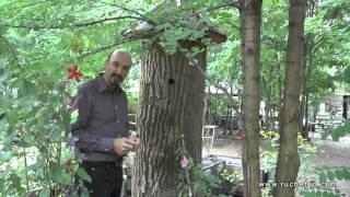 Apiculture naturelle en Ville - Mellifera e.V. Berlin - rucher école en Allemagne