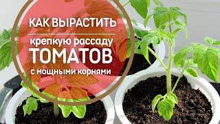 Чудо-раствор для мощных корней рассады томатов. КАК вырастить крепкую рассаду помидоров