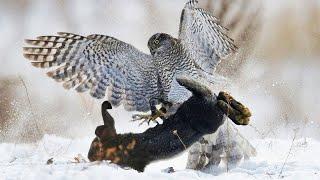 Goshawk - Forest Fighter, attacking DUCKS and HARES! The largest HAWK!