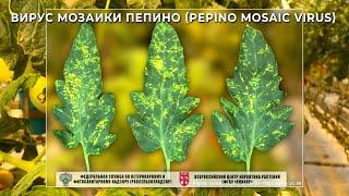 Вирус мозаики пепино (Pepino mosaic virus)