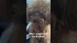 My Dog Pees Everywhere #poodle #dog #cute #pottytraining #peeing #funny #comedy #mreinstein