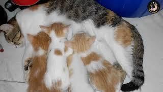 Mother cat Feeding her cutest tribe kittens / baby cat #cats