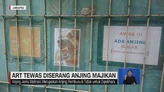 ART Tewas Digigit Anjing Pemburu Milik Majikan