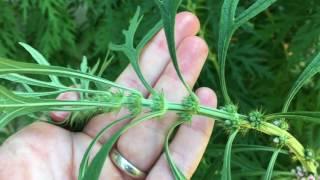 Permaculture Herb: Motherwort - Leonurus cardiaca