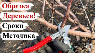 ОБРЕЗКА ПЛОДОВЫХ Деревьев! СРОКИ и МЕТОДИКА