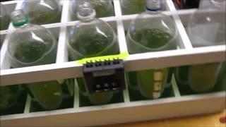 Homeade algae bio-reactor with NaOH flocculation for oil extraction