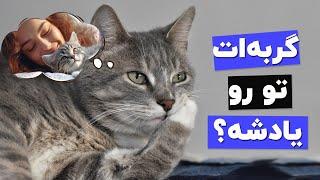 احساس گربه به صاحبش چیه؟ آیا گربه صاحبش رو فراموش میکنه؟