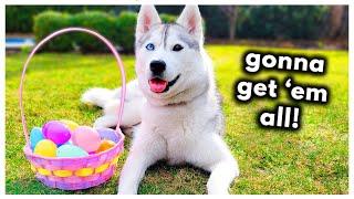 Husky Goes on Her FIRST Easter Egg Hunt!