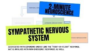 2-Minute Neuroscience: Sympathetic Nervous System