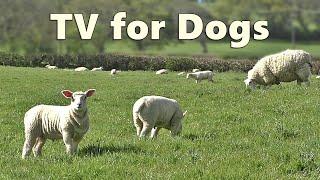 Dog TV Watching - Videos for Dogs - Sheep Sounds and Lambs Baaing ~ Relax with Nature