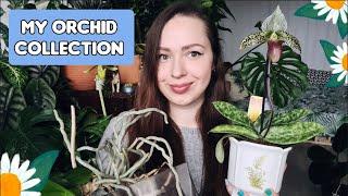 My Orchid collection // 2021 spring