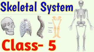 The Skeletal System || Human Skeleton || Class 5 || Science