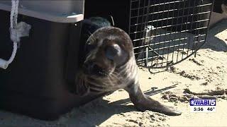 Cape Elizabeth seal pair released into the wild