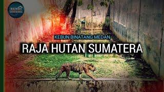 MEDAN ZOO 3 - Akhirnya Bertemu Harimau Sumatera di Kebun Binatang Medan | RENDI GURUSINGA