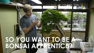 SO YOU WANT TO BE A BONSAI APPRENTICE?