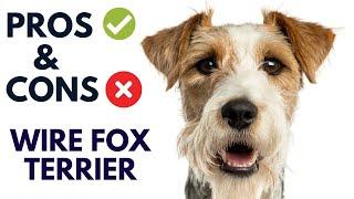 Wire Fox Terrier Dog Breed Pros and Cons | Wire Fox Terrier Advantages and Disadvantages