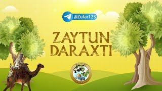 Zaytun daraxti haqida | Ustoz Abdulloh Zufar