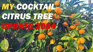 My Multi-Grafted Cocktail (Salad) Citrus Tree 2024 Update | Lemon, Orange, Mandarin & Grapefruit