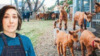 I'm Nervous -- Baby Goats Meet the Herd Today! 