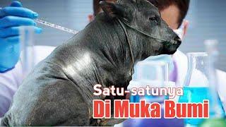 Akibat Ulah Ilmuan Indonesia, Terlahir Sapi Monster Ras Satu-Satunya di Muka Bumi