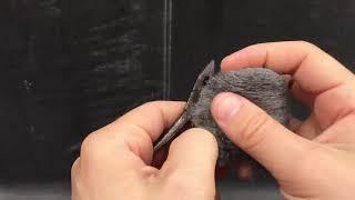 How To Remove Rust Using Steel Wool - Best Rust Remover