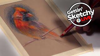 Colored Pencil Drawing - Cardinal - Gettin' Sketchy