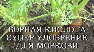 БОРНАЯ КИСЛОТА СУПЕР УДОБРЕНИЕ ДЛЯ УРОЖАЯ МОРКОВИ