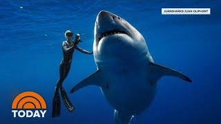 Hawaii Diver Swims With Record Breaking Largest Great White Shark | TODAY