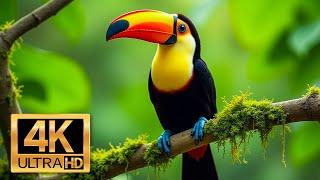 The Most Beautiful Birds - Master of the Sky - Wild Animals Documentary 4K With Calming Music