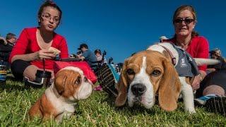 Million Paws Walk 2015