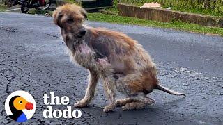 Guy Feeds Stray Dog Until He Disappears...Guess Where He Went! | The Dodo