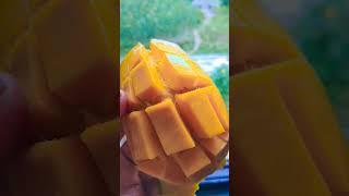 ripe  mango    #asmr #foodyshorts #mango #mangocutting #explore #ripemango #shortsvideo #aakritii