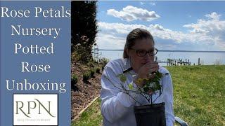  Rose Petals Nursery // Online Potted Rose Ordering //Paul Neyron and Mrs. B.R. Cant