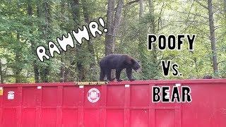 Poofykins vs Black Bear