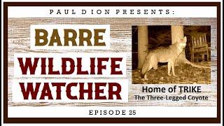 Barre Wildlife Watcher Episode 25