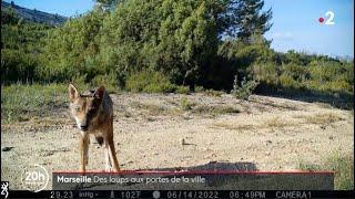  Marseille : une meute de #loups sur les hauteurs de la ville - 31/03/2023