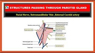 Paroid gland anatomy | Structures within parotid gland |