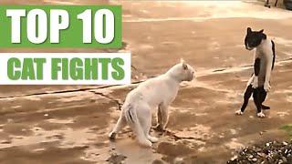 TOP 10 CAT FIGHTS