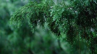 듣자마자 잠드는 빗소리 ASMR | 잠 잘오는 소리 수면유도 백색소음 자장가 불면증 개선 | Rain Sound for Sleeping, White Noise