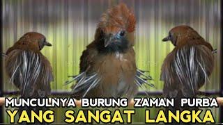 VIRAL_ TEMUAN BURUNG MASTERAN LANGKA DARI PURBA KINI MASIH ADA