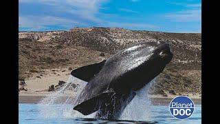 Where do the whales of Argentine Patagonia live? Details about his day to day (FULL DOCUMENTARY)