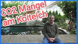 CO2 Mangel am Koiteich. Symptome und Lösungen @TeichTalk