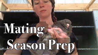 French Mondain Breeding: Trimming feathers for successful mating | Fair Creek Farm