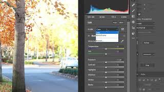 How to Use LUTs with Adobe Camera Raw (ACR LUTs Tutorial)