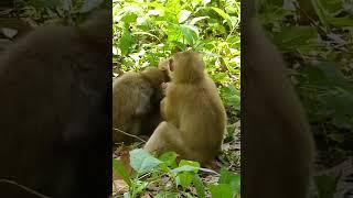 Lovely Abandon Monkey - Enjoy Watching Orphan Baby Monkey In Wild Monkey - Daily Baby Monkey #Short